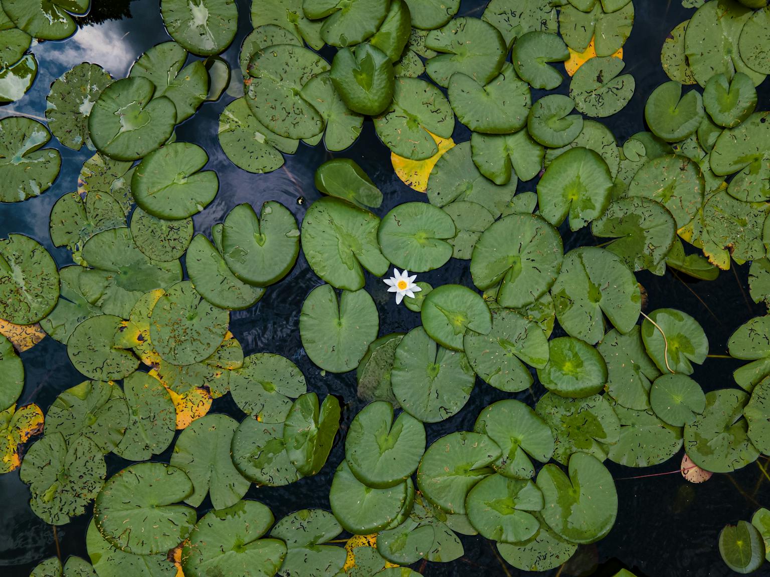 A tranquil water lily surrounded by lush green leaves on a calm pond surface.