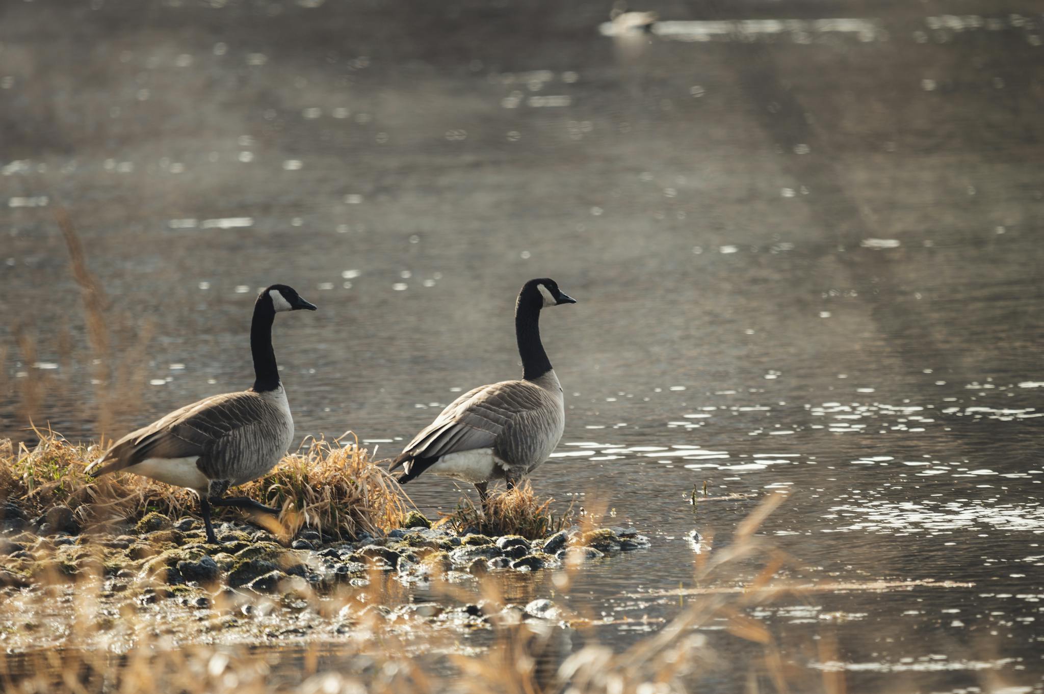 Two Canadian geese stand by a calm lake in a natural wildlife setting.